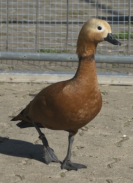 jpg