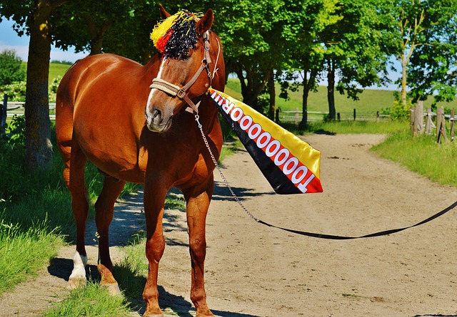 日下午进行 日下午进行